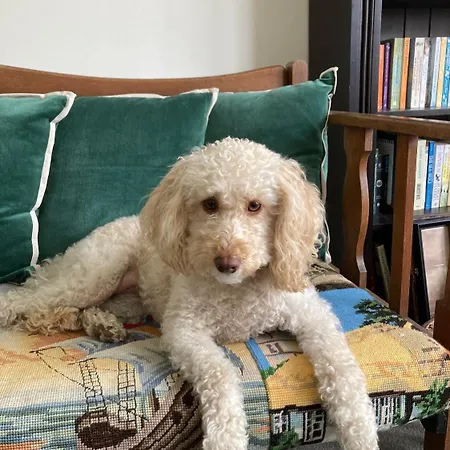 Rosie's Place - 3 - 13 Crown Terrace Daire