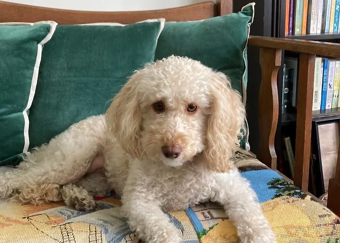 Rosie's Place - 3 - 13 Crown Terrace Apartament